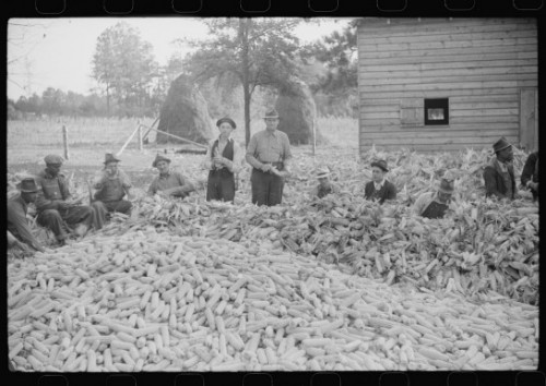 Corn shucking on farm near the Fred Wilkins place, Marion Post Walcott Granville County, North Carolina 1939   <br />
